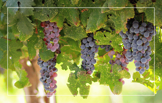 Wine Grapes
